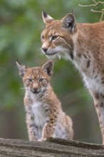 Lynx (Lynx lynx) with young, Haltern, North Rhine-Westphalia, Germany