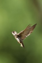 Sand martin (Riparia riparia), in flight, Reussegg nature reserve, Canton Aargau, Switzerland