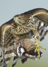 Sharp-shinned Hawk (Accipiter striatus) immature flying with male Northern Bobwhite (Colinus