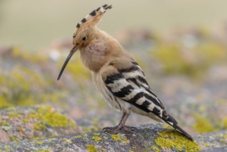 Hoopoe (Upupa epops), calling, on, roof, Extremadura, Spain
