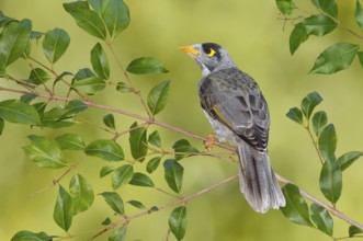 Noisy Miner (Manorina melanocephala), Victoria, Australia
