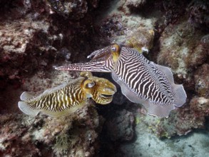 Common cuttlefish (Sepia officinalis)