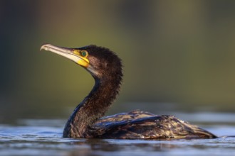 Great Cormorant (Phalacrocorax carbo), North Rhine-Westphalia, Germany