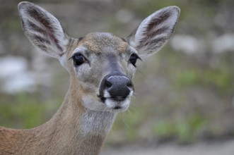 Key white-tailed deer (Odocoileus virginianus clavium)