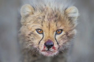 Cheetah (Acinonyx jubatus) cub with blood-smeared face close-up, Philippolis, South Africa