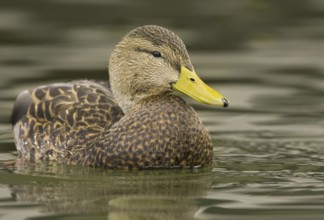 Mexican Duck (Anas diazi), New Mexico, USA