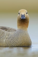 Ruddy-headed Goose (Chloephaga rubidiceps) feeding along the shoreline in the Falkland Islands