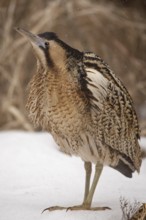 Eurasian Bittern (Botaurus stellaris) male, Nizhegorodskaya, Russia