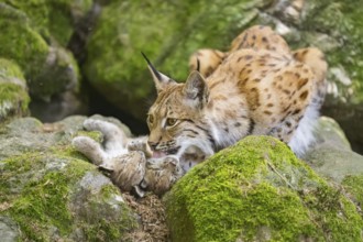 Eurasian lynx (Lynx lynx) mother with her youngsters (cubs) lying on a rock in a forest, Bavaria,