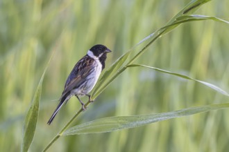 Common Reed Bunting (Emberiza schoeniclus) male, Netherlands