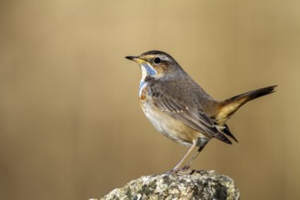 Bluethroat (Luscinia svecica cyanecula) male, Castile-La Mancha, Spain
