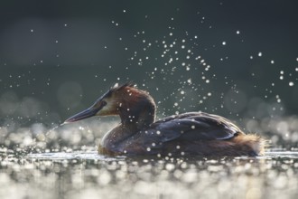 Great Crested Grebe (Podiceps cristatus), North Rhine-Westphalia, Germany