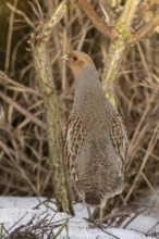 Grey Partridge (Perdix perdix), Smaland, Sweden