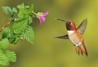 Rufous Hummingbird Male (Selasphorus rufus) - (Selasphorus rufus) - Victoria BC, Canada