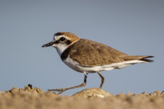 Kentish Plover (Charadrius alexandrinus) male, Lesvos, Greece