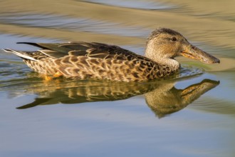 Northern Shoveler (Spatula clypeata) female, Castile-La Mancha, Spain