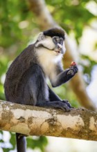 Red-tailed guenon or Congo white-nosed guenon (Cercopithecus ascanius schmidti), sitting on a tree,