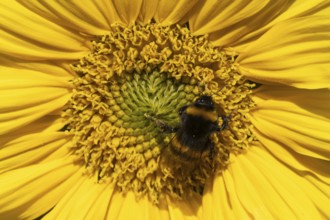 Buff tailed bumblebee (Bombus terrestris) adult bee insect feeding on a garden Sunflower flower in