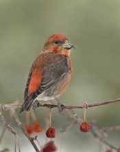 Red Crossbill (Loxia curvirostra) male, Saskatchewan, Canada