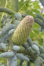 Noble fir (Abies procera 'Glauca'), Anchers Havecenter, Greve, Denmark