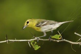 Yellow-throated Vireo (Vireo flavifrons), Texas, USA