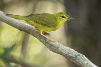 Flavescent Warbler (Myiothlypis flaveola) perched on a branch in the grasslands of Guyana