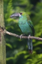 Crimson-rumped Toucanet (Aulacorhynchus haematopygus), adult male bird, perched on a branch,