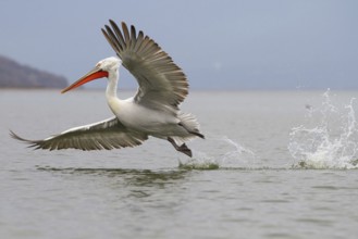 Dalmatian Pelican (Pelecanus crispus) flying, Lake Kerkini, Greece
