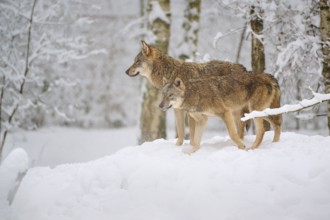 Two wolves standing in a snowy forest and observing their surroundings, Winter, Wolf (Canis lupus),