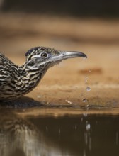 Greater Roadrunner (Geococcyx californianus), Texas, USA