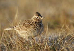 Eurasian Skylark (Alauda arvensis), Mecklenburg-Western Pomerania, Germany
