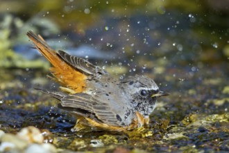 Common Redstart (Phoenicurus phoenicurus) male bathing at little stream,