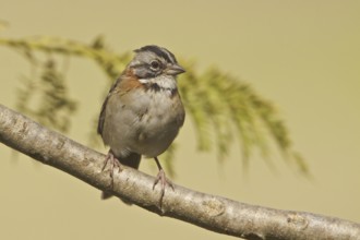 Rufous-collared Sparrow (Zonotrichia capensis), Ecuador