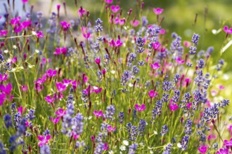 A lively field of purple lavender and vivid pink wildflowers in full bloom, creating a colorful and