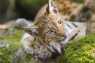 Eurasian lynx (Lynx lynx) mother with her youngsters (cubs) lying on a rock in a forest, Bavaria,