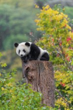 A Giant Panda, cub, ailuropoda melanoleuca, rests on top of a dead tree