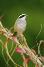 Stripe-headed Sparrow Aimophila ruficauda acuminata El Tuito, Jalisco, Mexico 12 June Adult