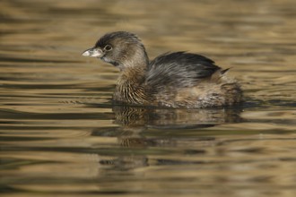 Pied-billed Grebe (Podilymbus podiceps), Arizona, USA