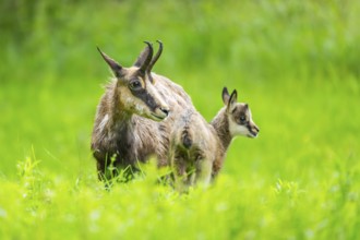Chamois (Rupicapra rupicapra) Mother (doe) with her youngster (fawn) on a meadow, Austria