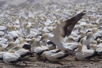 Cape Gannet (Morus capensis), South Africa
