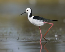 White-headed Stilt (Himantopus leucocephalus), Victoria, Australia