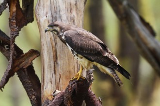 Augur Buzzard (Buteo augur), Lake Nakuru, Kenya
