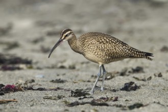 Whimbrel (Numenius phaeopus), California, USA