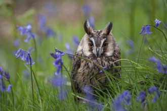 Long eared owl (Asio otus) adult bird sat amongst Bluebell flowers in a spring woodland, England,