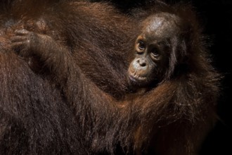 Borneo, Indonesia, Orang Utan, (Pongo pygmaeus), Animals, Mammals, Female with young, Borneo,