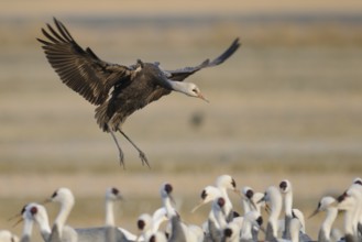 Hooded Crane (Grus monacha) juvenile flying, Arasaki, Japan