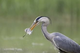 Grey Heron (Ardea cinerea) with fish prey in beak, Serbia