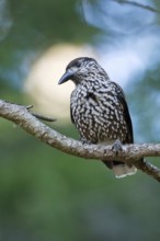 Spotted Nutcracker (Nucifraga caryocatactes), Switzerland