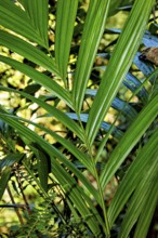 Close-up of lush green leaves in the sunlight with a tropical feel, Kentia palm (Howea forsteriana)