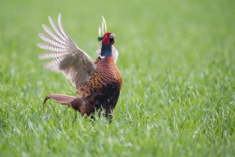 Common Pheasant (Phasianus colchicus) male mating, Lower Saxony, Germany